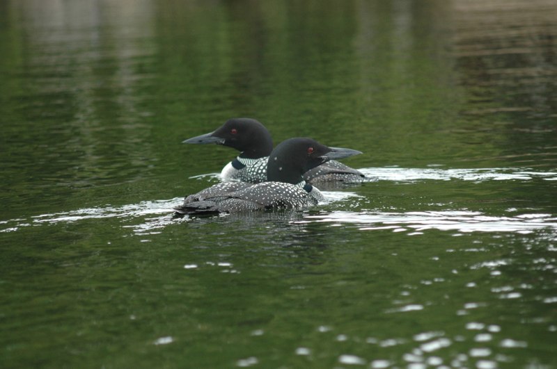 Loons in New Hampshire