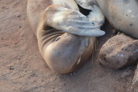 North Seymour Island